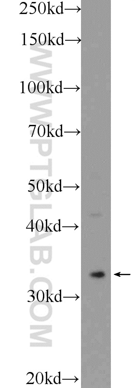 Cyclophilin E Polyclonal antibody
