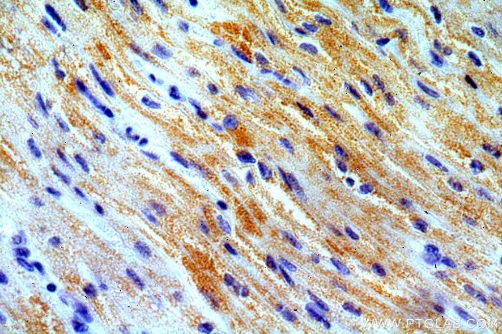 COX8A Polyclonal antibody
