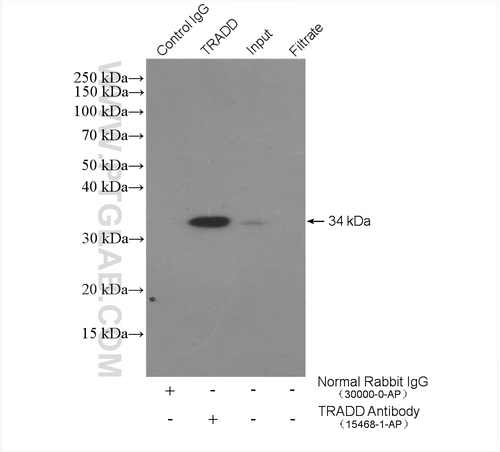 TRADD Polyclonal antibody
