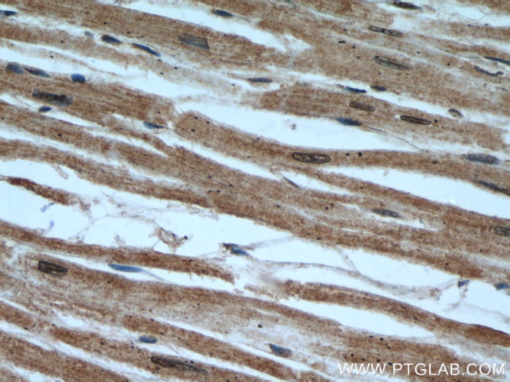 UBE2E3 Polyclonal antibody