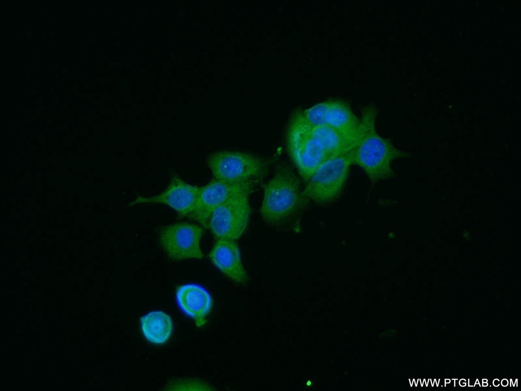 NTF2 Polyclonal antibody