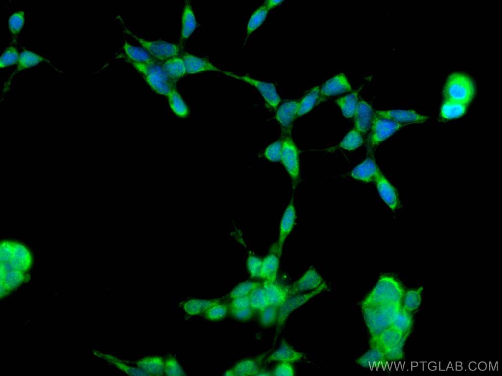 UROD Polyclonal antibody