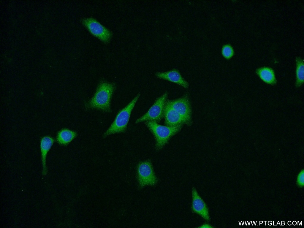 ZNF259 Polyclonal antibody