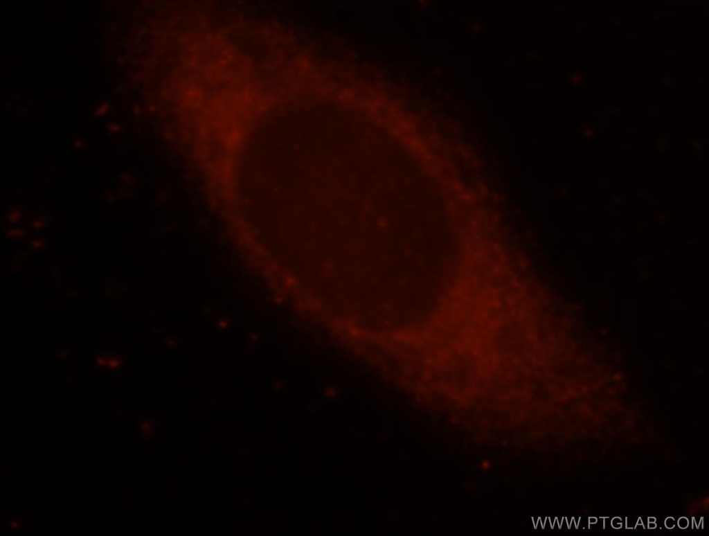 EIF4G1 Polyclonal antibody
