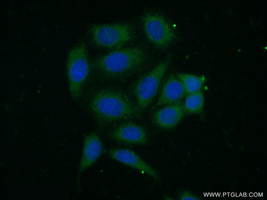 HLA class I (HLA-C) Polyclonal antibody