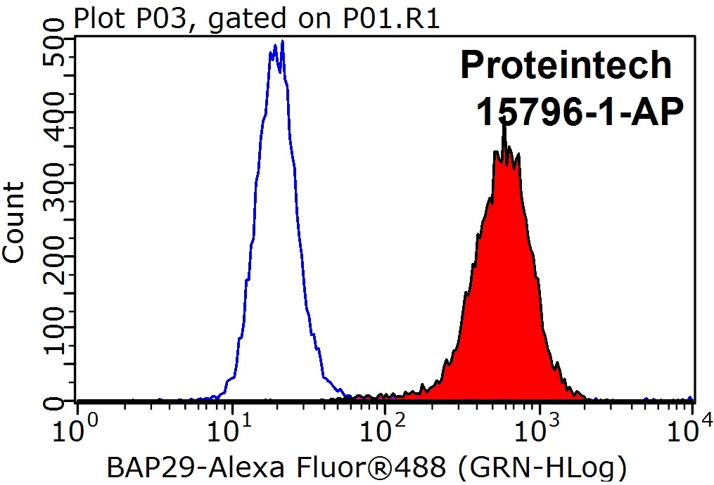 BAP29 Polyclonal antibody