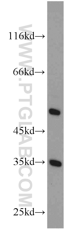 ATPAF1 Polyclonal antibody