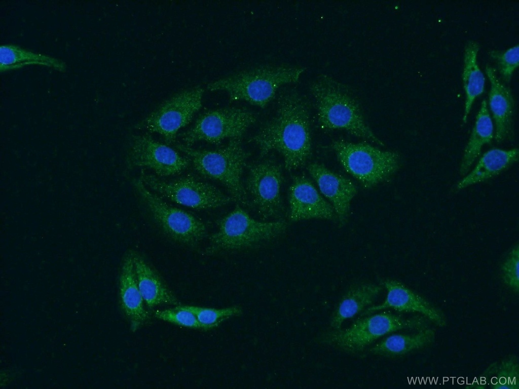 GRIPAP1 Polyclonal antibody