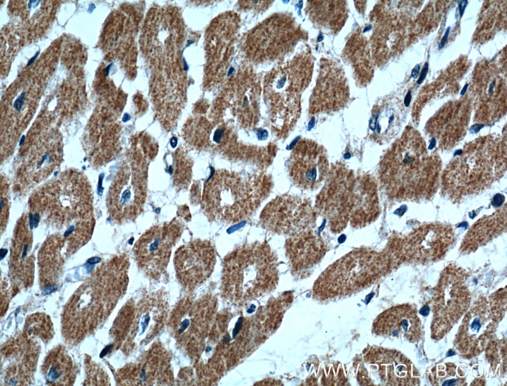 UBE2O Polyclonal antibody
