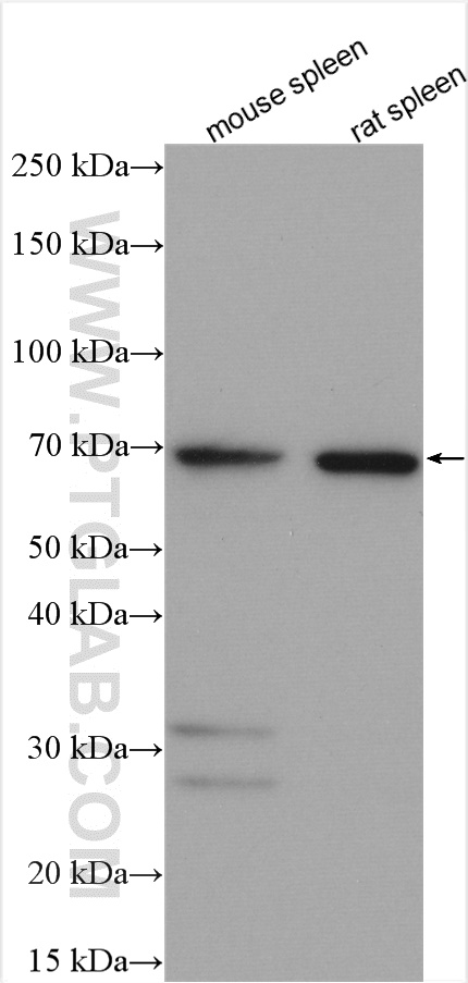 RHAMM,Lgals9 Polyclonal antibody