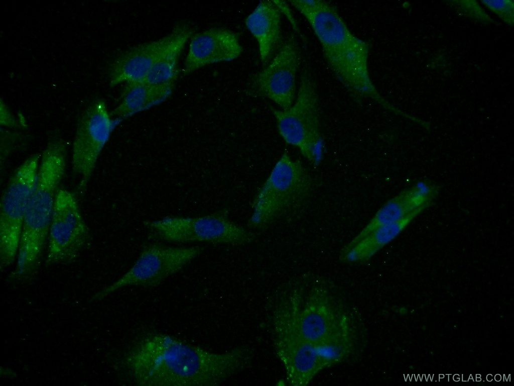 SPANXE Polyclonal antibody