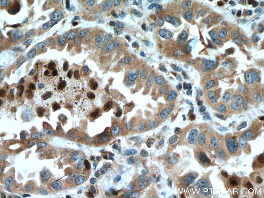 UFM1 Polyclonal antibody