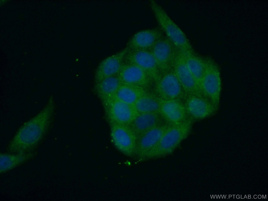 SH2D4A Polyclonal antibody