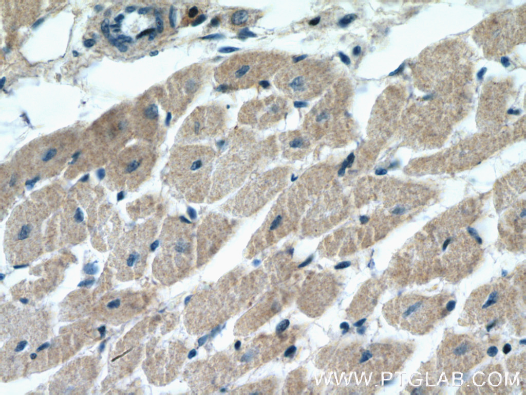BNIP1 Polyclonal antibody