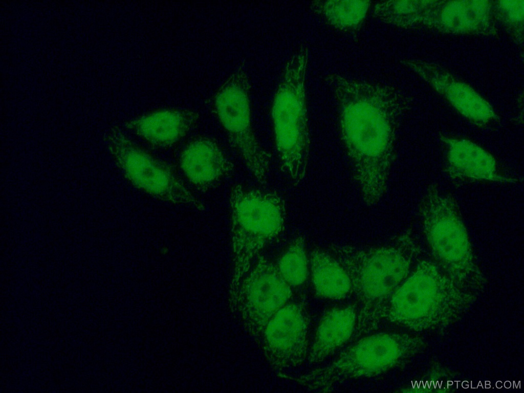 RNF2 Polyclonal antibody