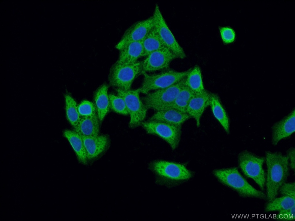 SRP19 Polyclonal antibody