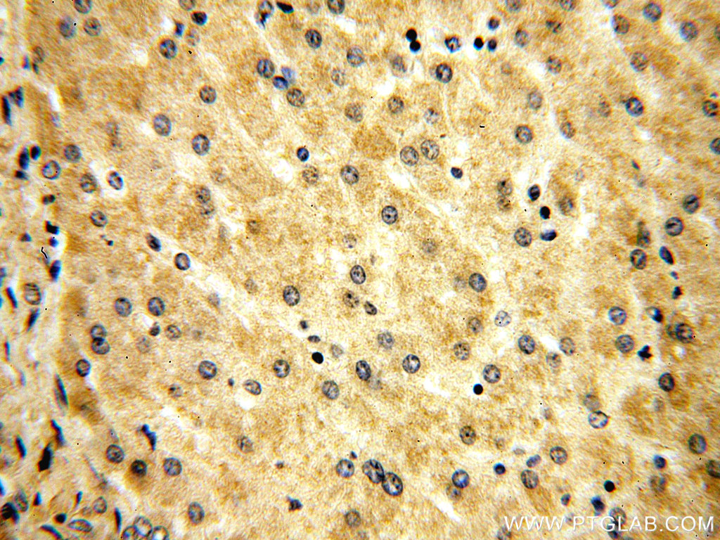 DNAJC15 Polyclonal antibody