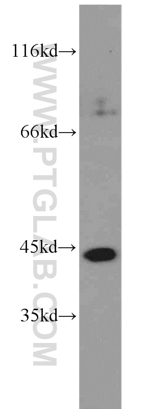 PAK1IP1 Polyclonal antibody