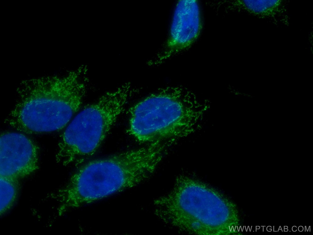 MTHFD1L Polyclonal antibody