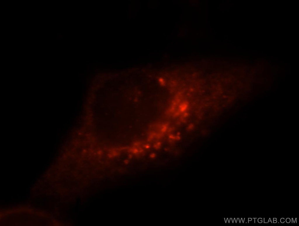 ITPA Polyclonal antibody