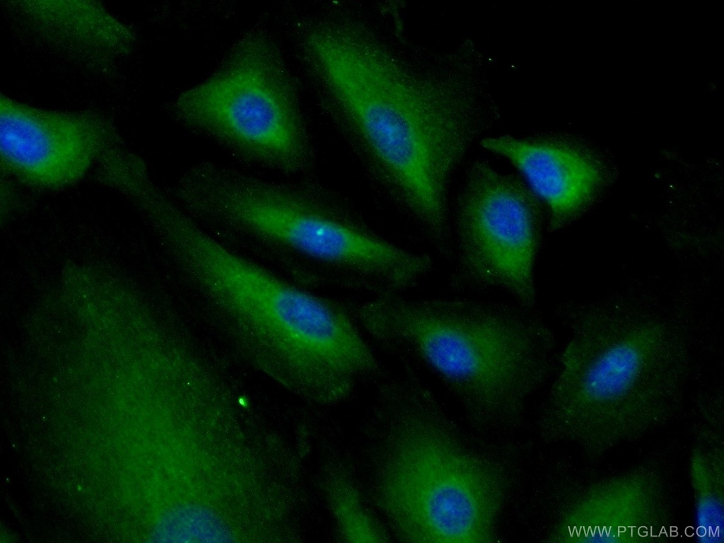 MRPL53 Polyclonal antibody