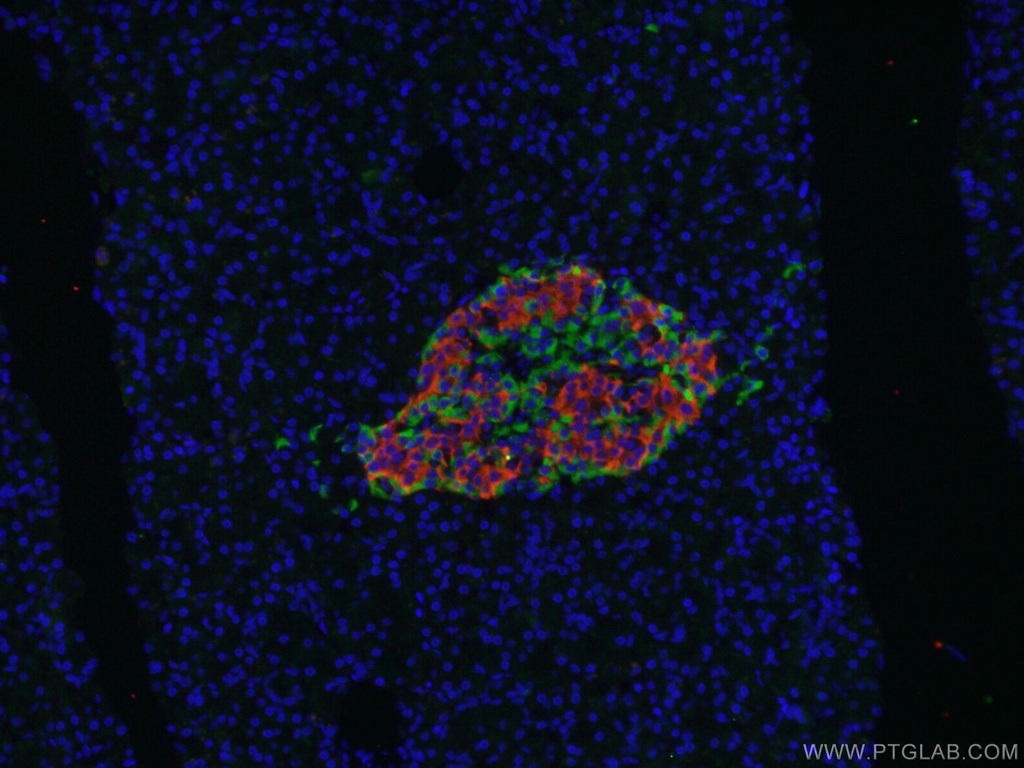 SLC30A8/ZNT8-Specific Polyclonal antibody