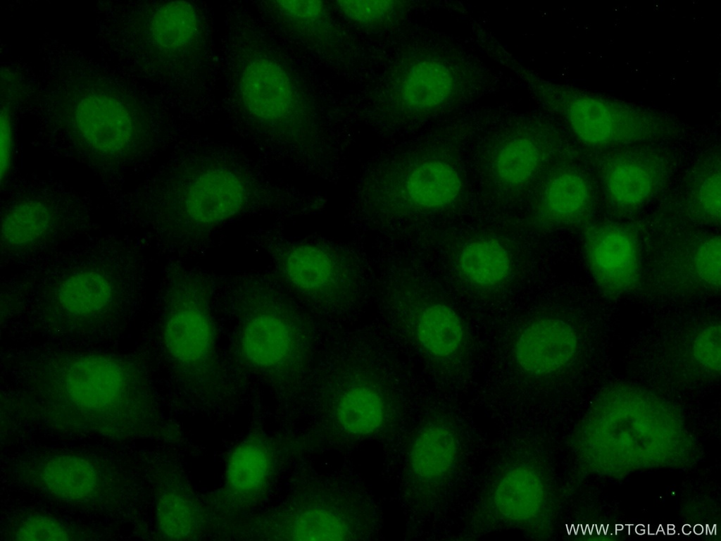ZNF446 Polyclonal antibody