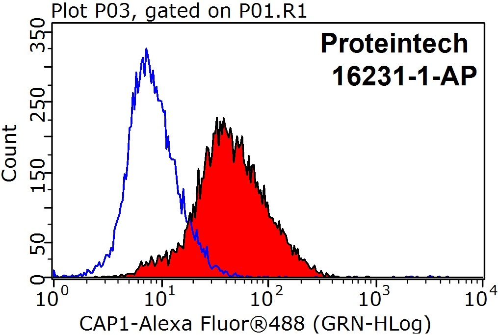 CAP1 Polyclonal antibody