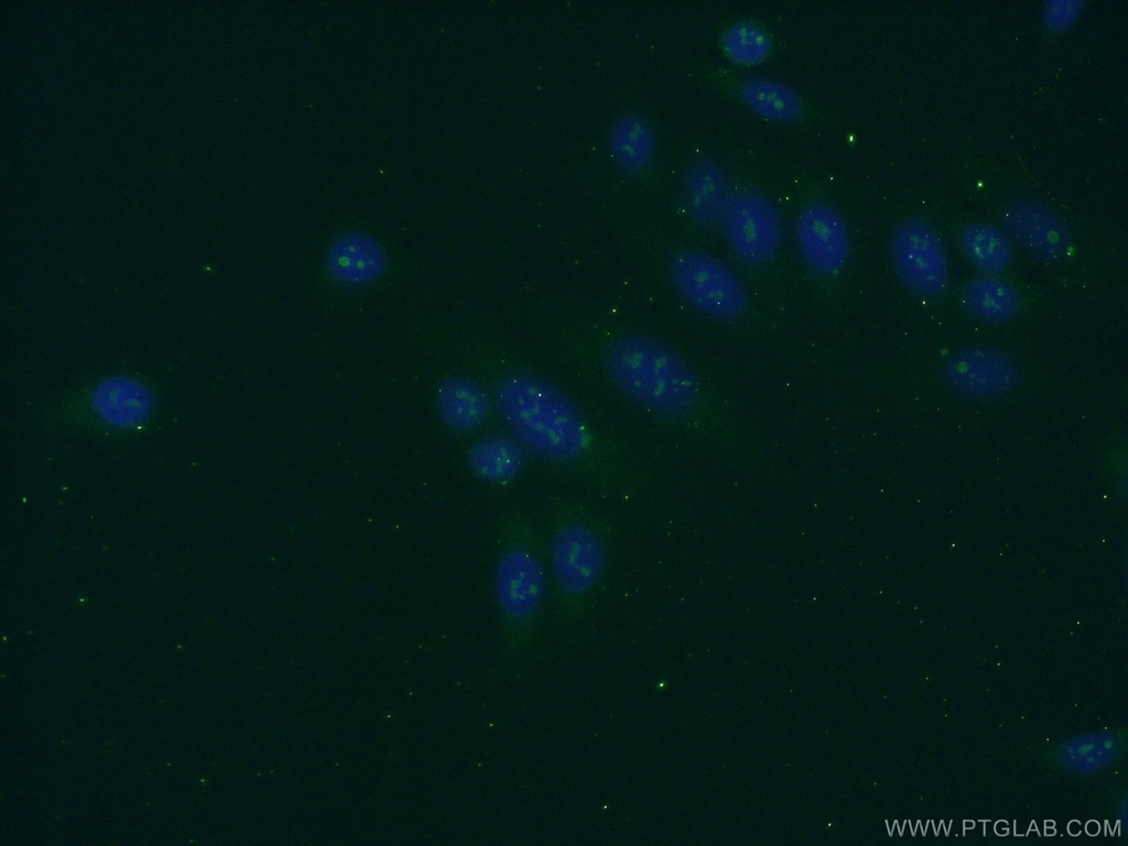 KRI1 Polyclonal antibody