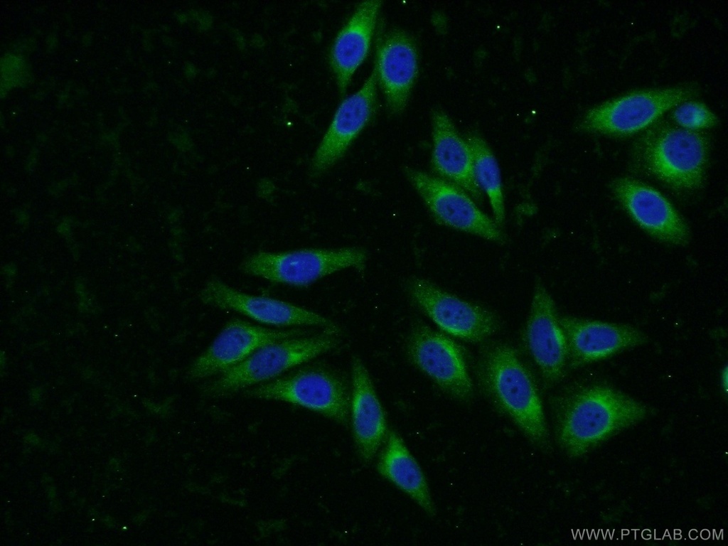 SYAP1 Polyclonal antibody