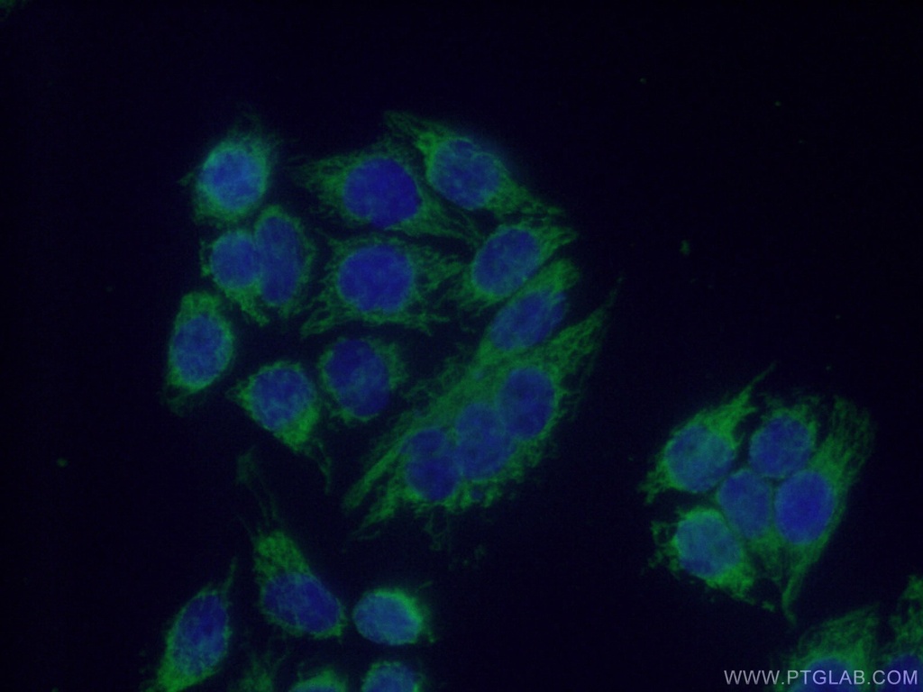MRPS36 Polyclonal antibody