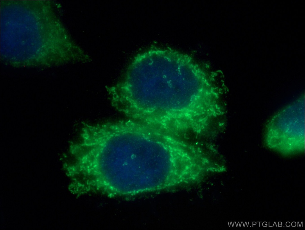 MRPS21 Polyclonal antibody