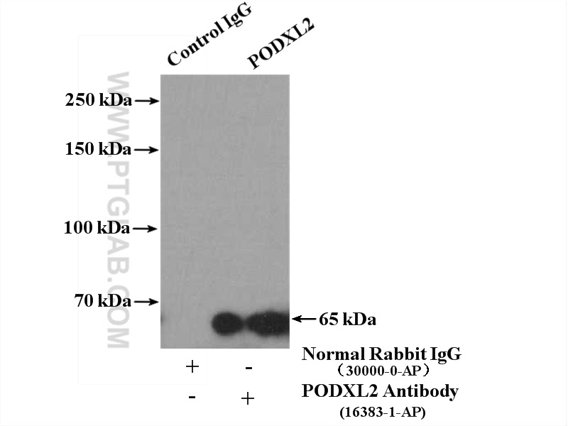 PODXL2 Polyclonal antibody