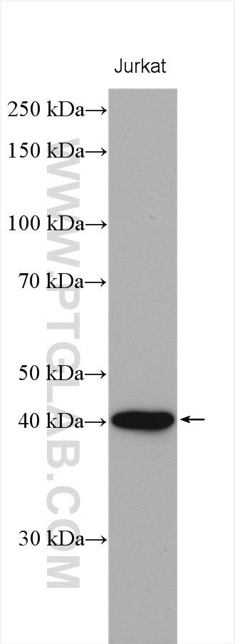 PNMA2 Polyclonal antibody