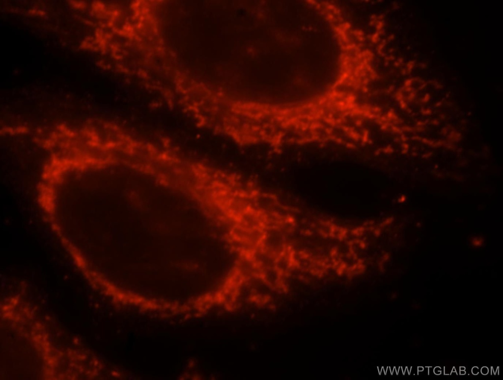 MRPS35 Polyclonal antibody