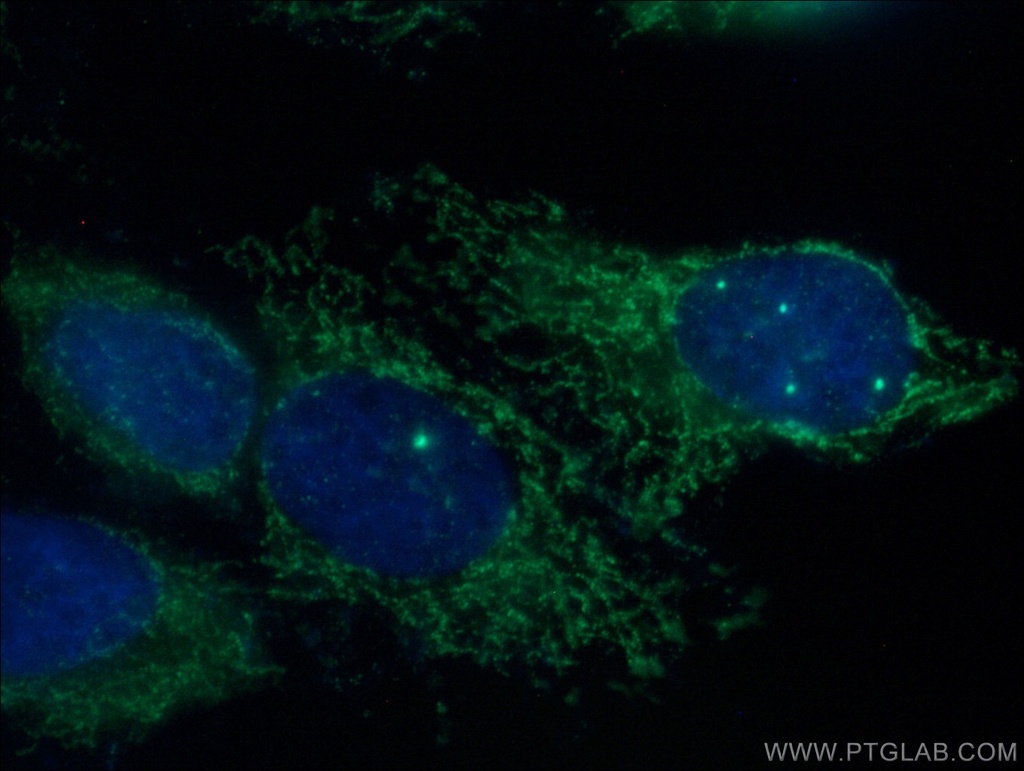 MCEE Polyclonal antibody