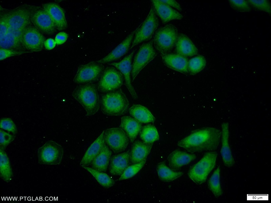PMEPA1 Polyclonal antibody