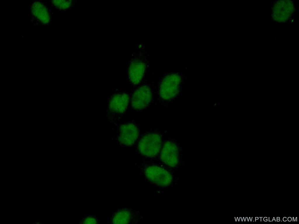 SURF2 Polyclonal antibody