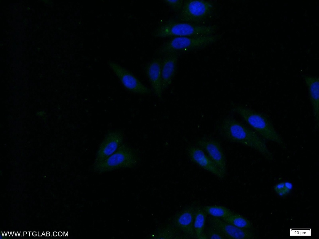 APOC4 Polyclonal antibody