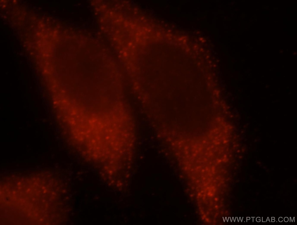 CALML4 Polyclonal antibody