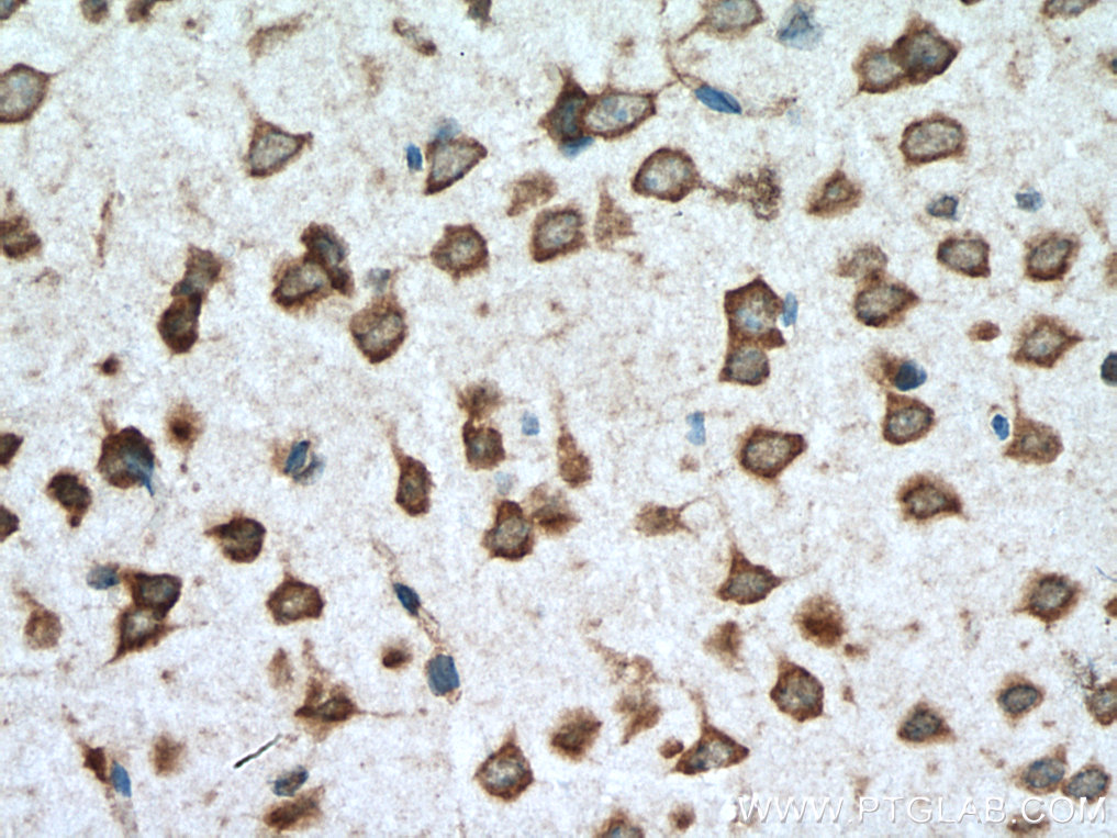 STAU2 Polyclonal antibody