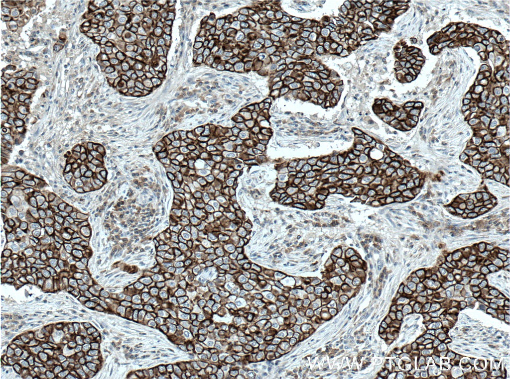 Claudin 4-specific Polyclonal antibody