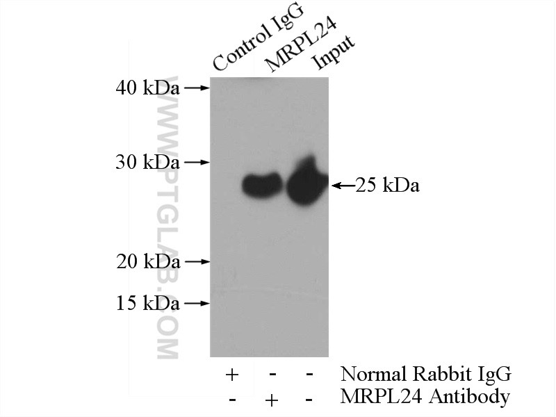 MRPL24 Polyclonal antibody