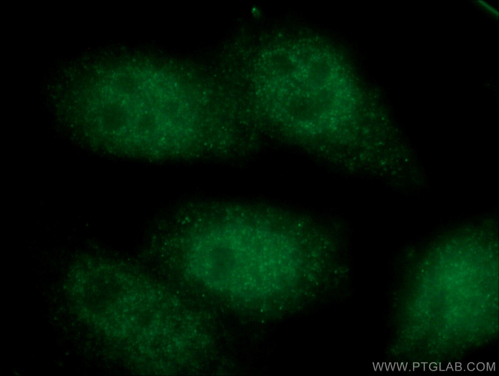 NUP54 Polyclonal antibody