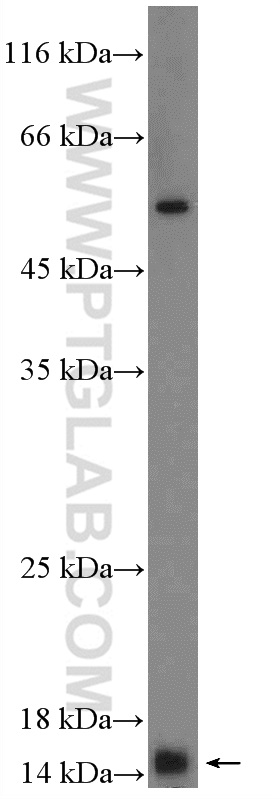 MRPS14 Polyclonal antibody