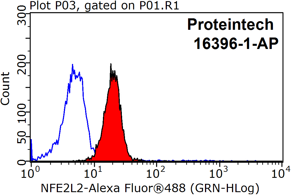 NRF2, NFE2L2 Polyclonal antibody