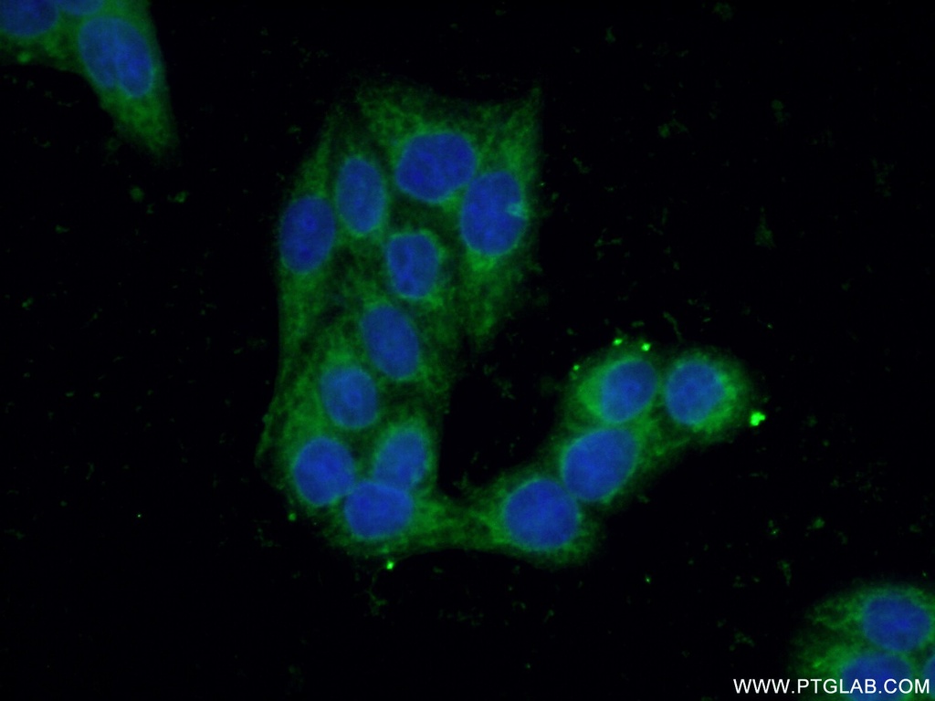 BPNT1 Polyclonal antibody