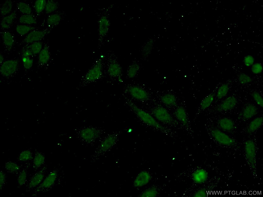 INT11 Polyclonal antibody