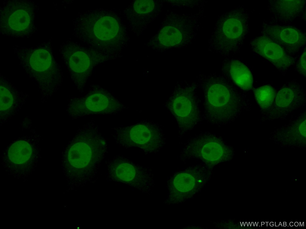 RPS27L Polyclonal antibody