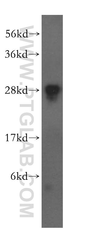 FKBP14 Polyclonal antibody